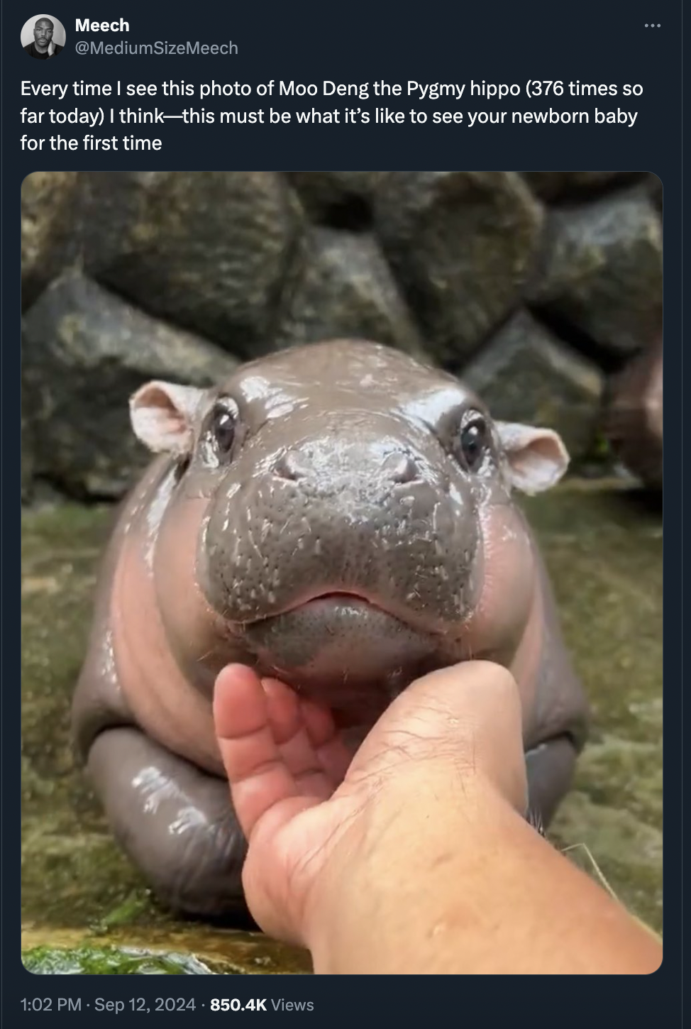 moo deng memes - Moo Deng - Meech Every time I see this photo of Moo Deng the Pygmy hippo 376 times so far today I thinkthis must be what it's to see your newborn baby for the first time 2 Views